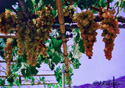 Vitis vinifera